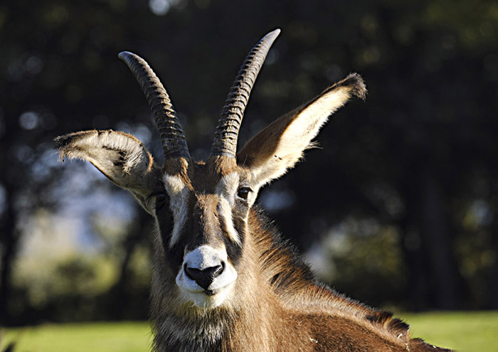 (ANNULE) Sortie Photo Animalière