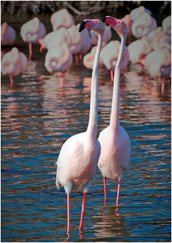 Sortie Photo Animalière