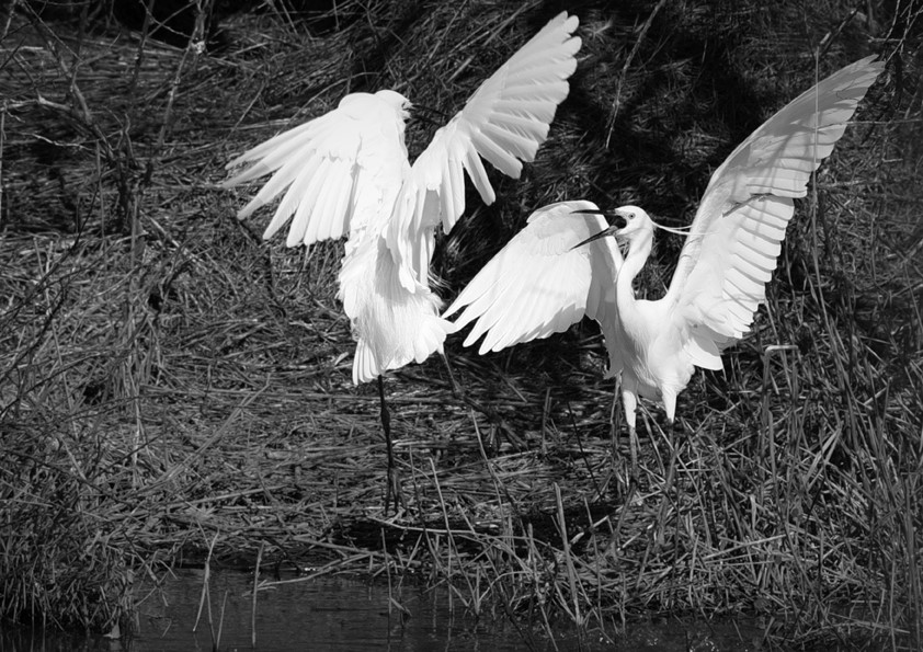Sortie Photo Animalière et Macro/proxy