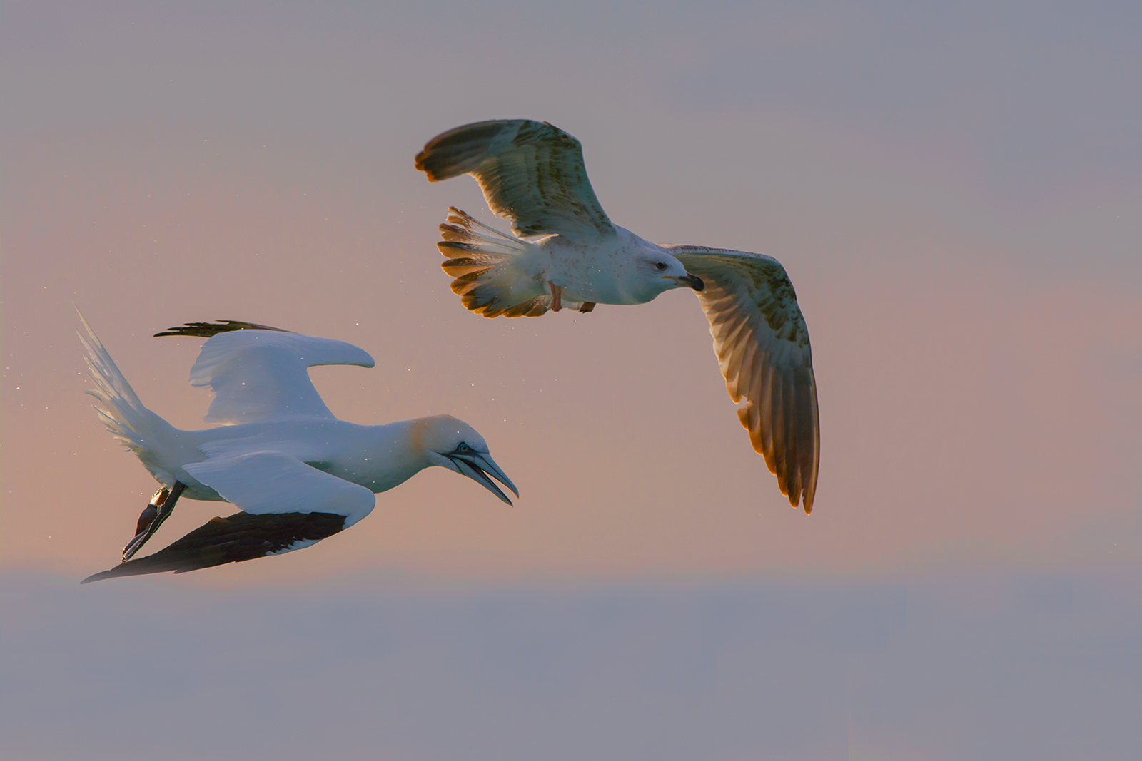 Sortie en mer à la rencontre des oiseaux pélagiques