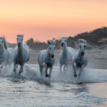 Stage photo Camargue