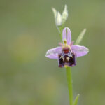 Ophrys (F.Granja)