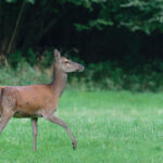 Biche-F.Galin